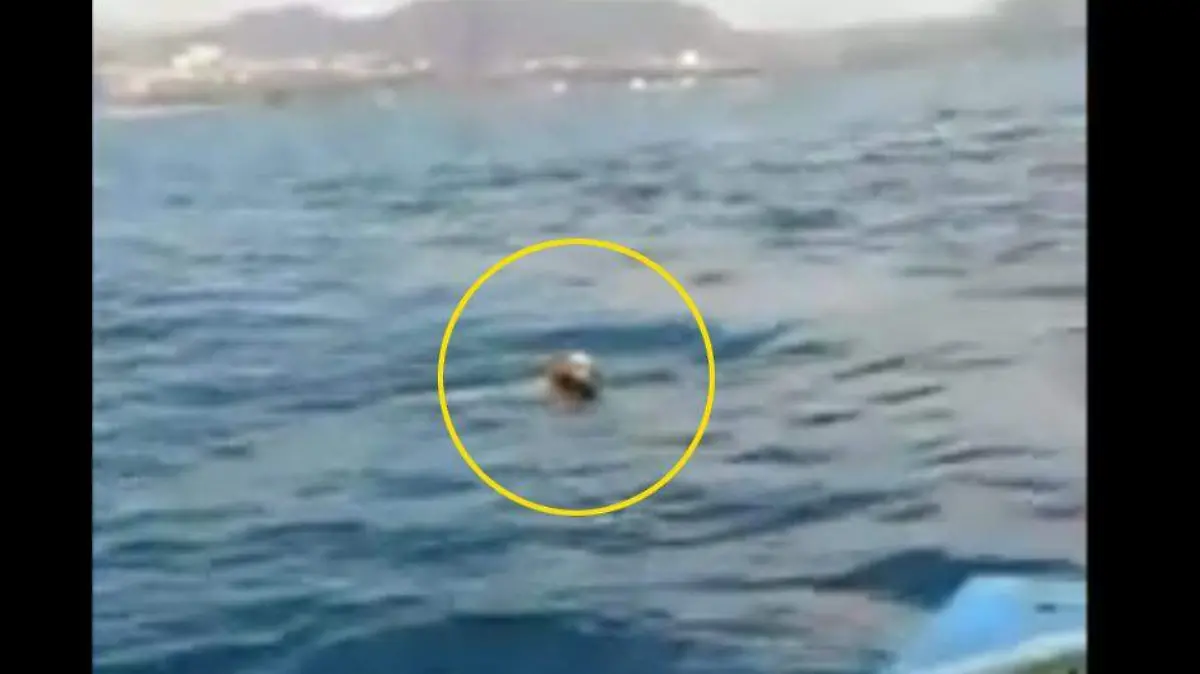 Rescate Perro