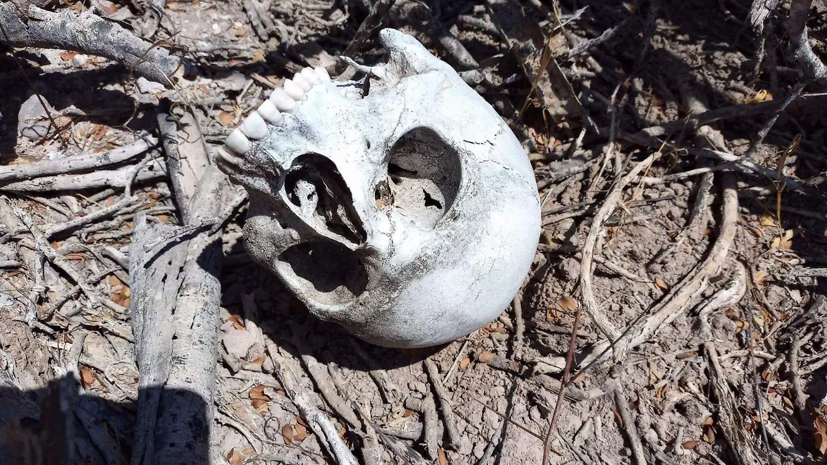 Desaparecidos BCS