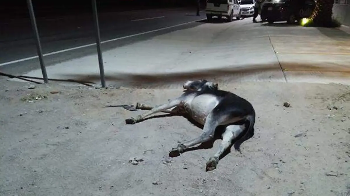 Accidentes con vacas