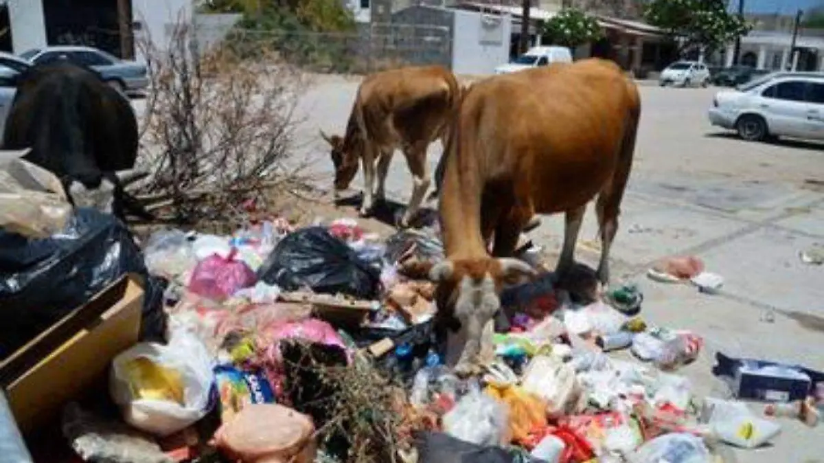 Foto - 2021-01-01T161400.889