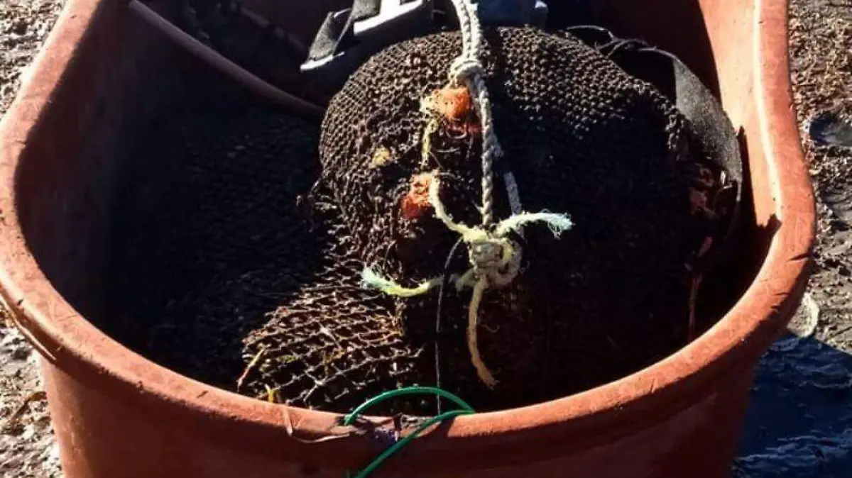 Aseguran almeja Catarina en Comondú