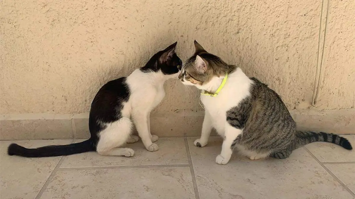 Gatos mascotas animales