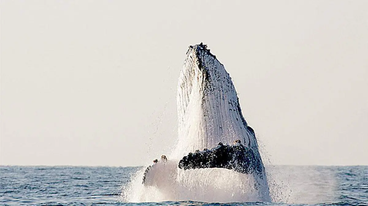 BALLENA 3