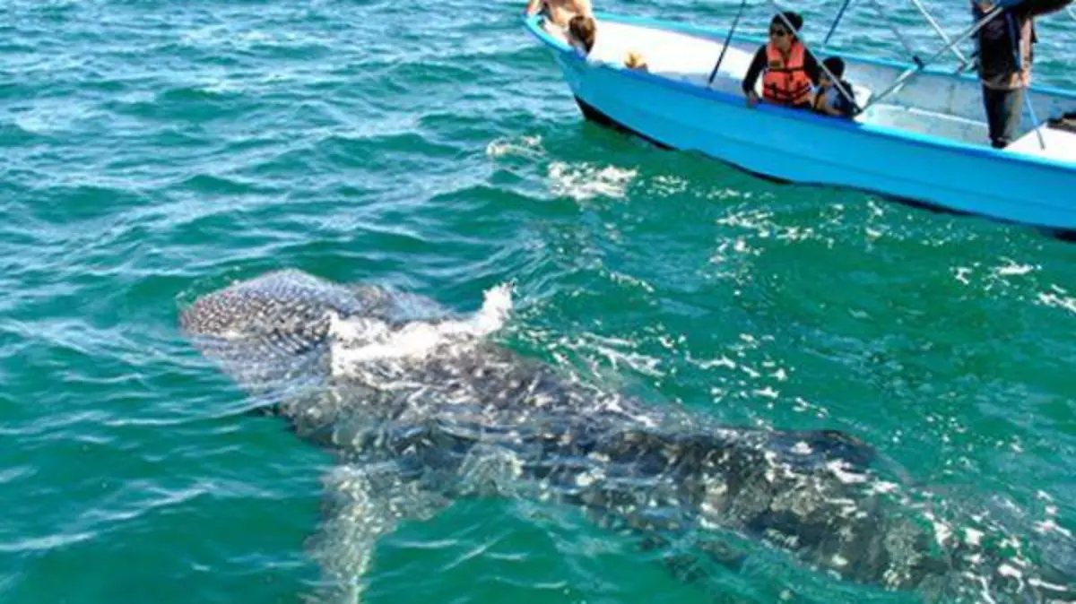 avistamiento tiburon ballena