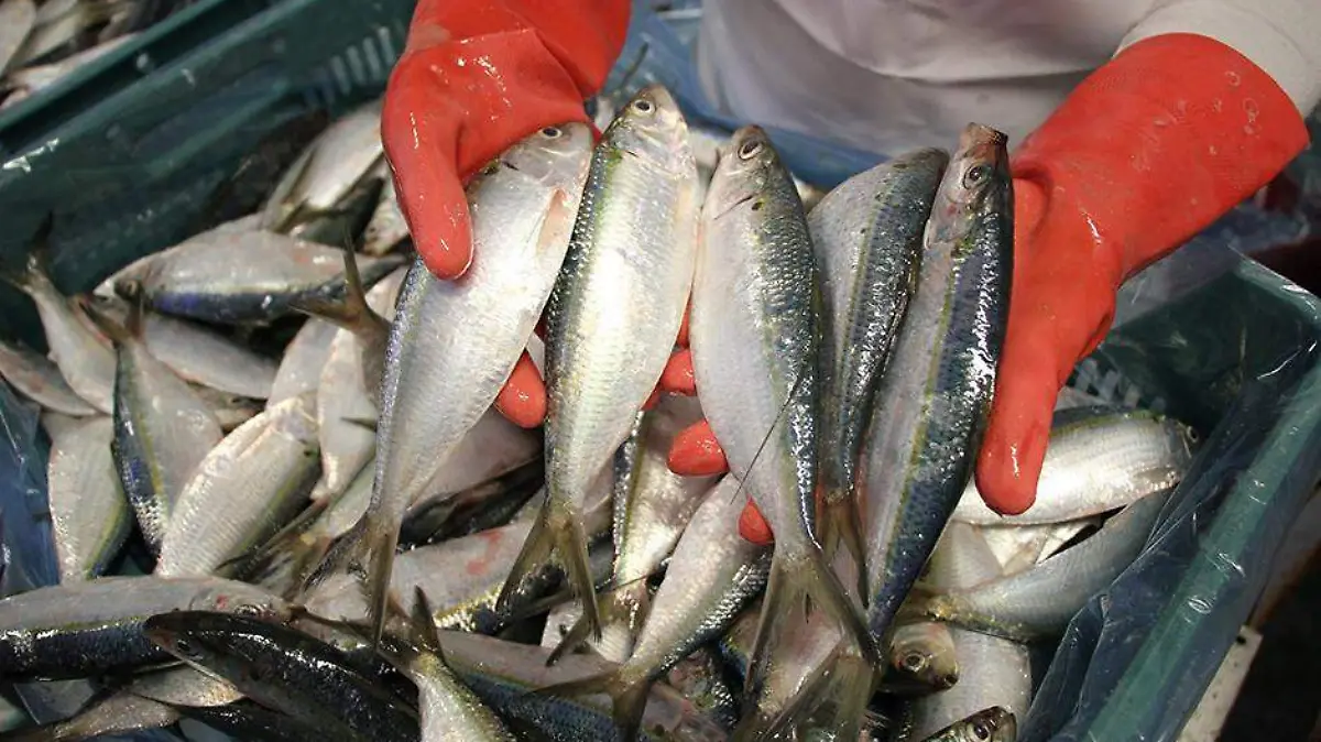 Sardina pesca pescado