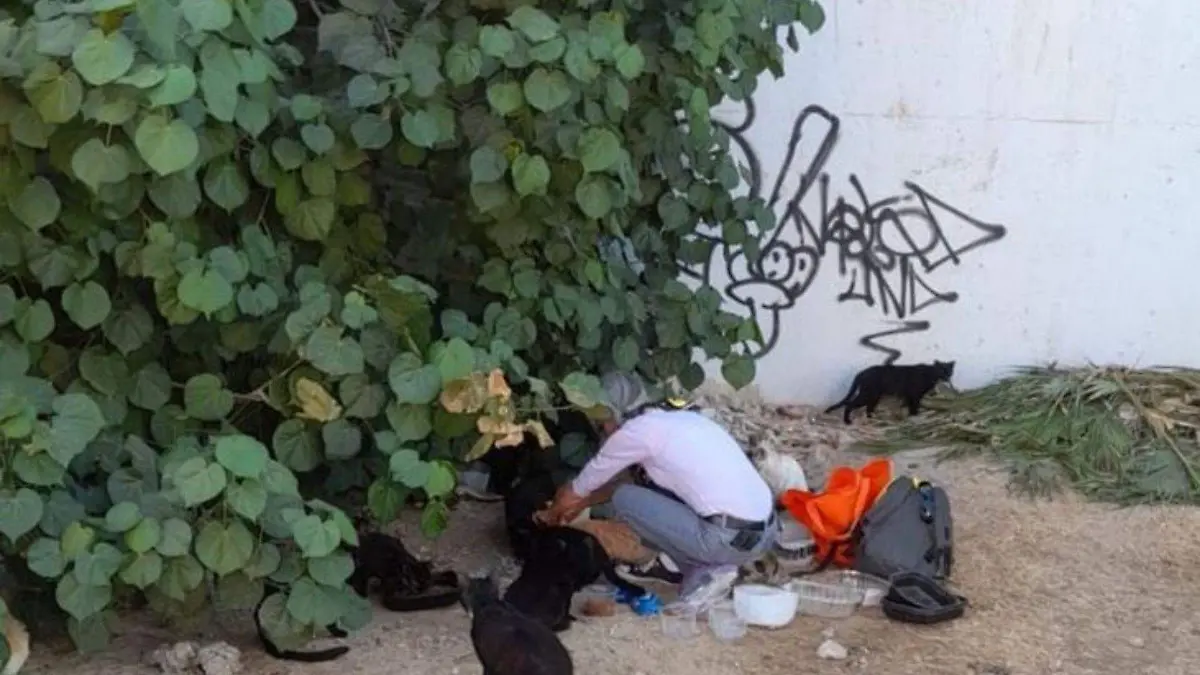 Rescate gatos calle Los Cabos