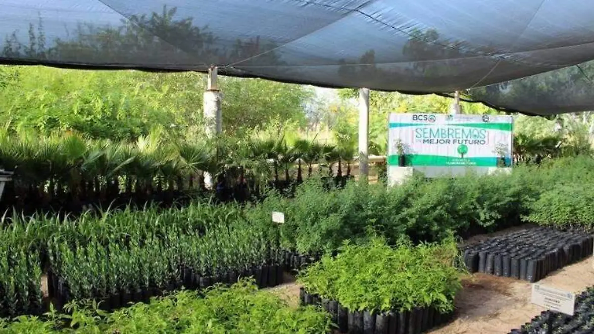 Planta vivero ecologia
