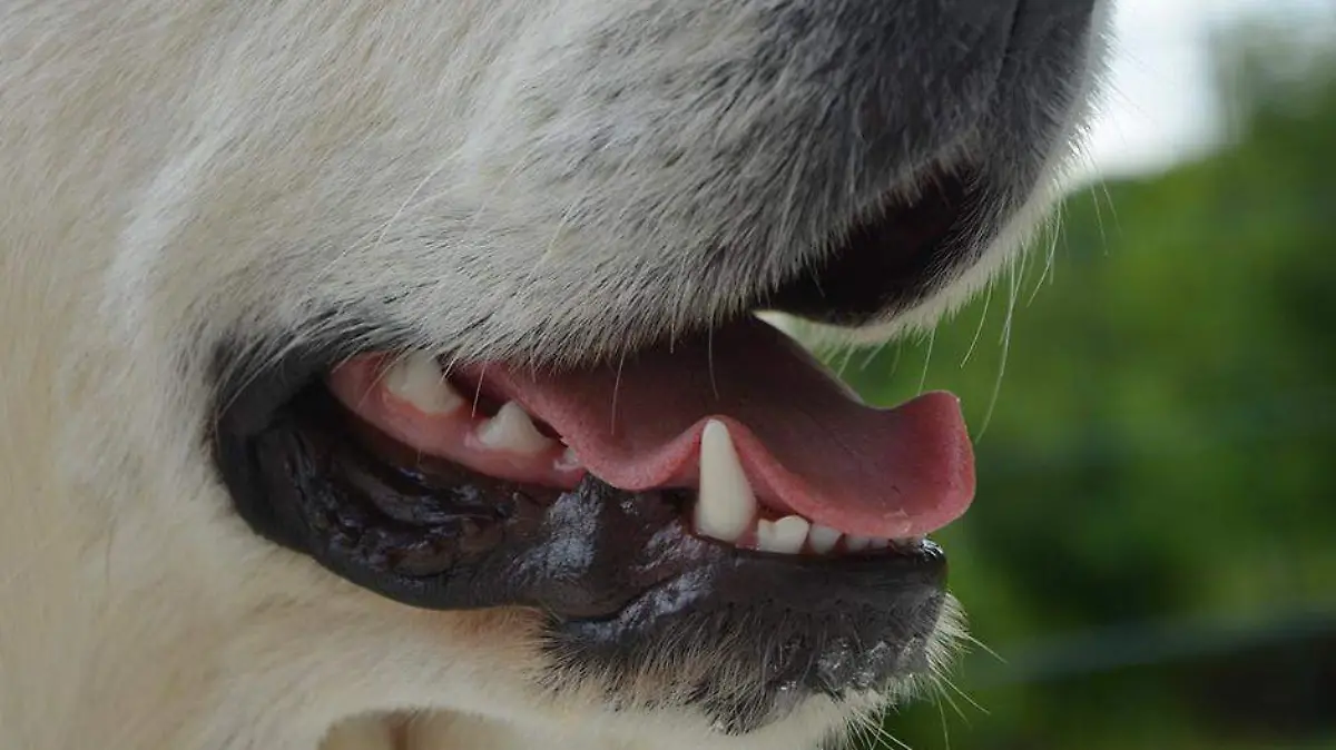 Colmillos edad perro