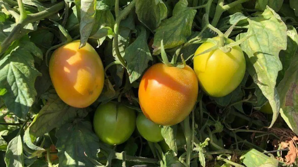 Foto - 2021-07-12T184121.339