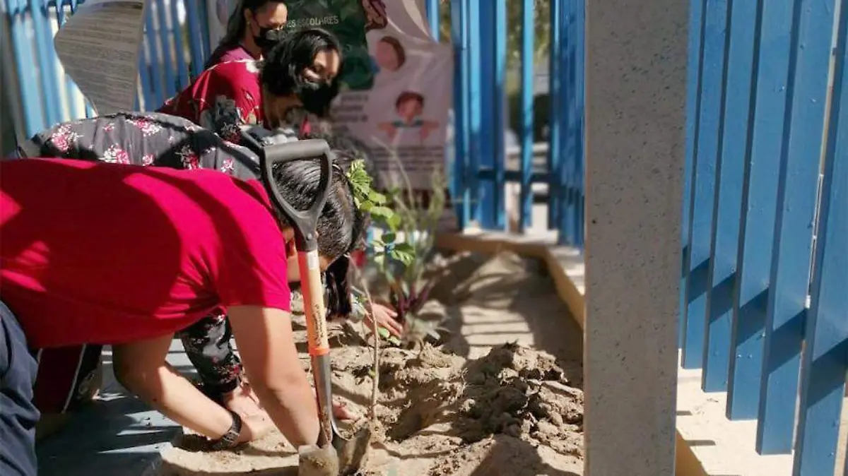 Reforestan escuelas de Los Cabos