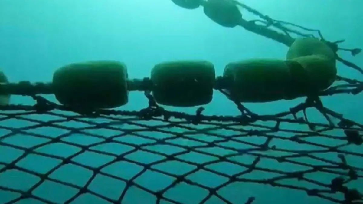 Abandonan gigante red atunera en peligro especies marinas 1