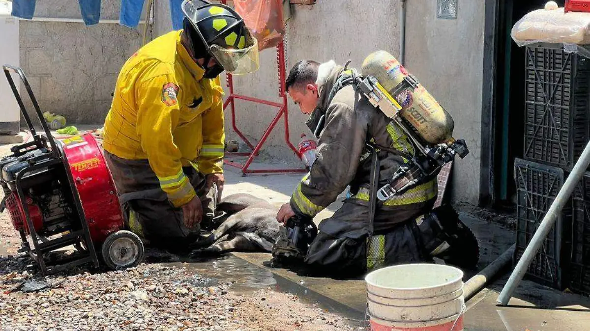 mueren perros en incendio
