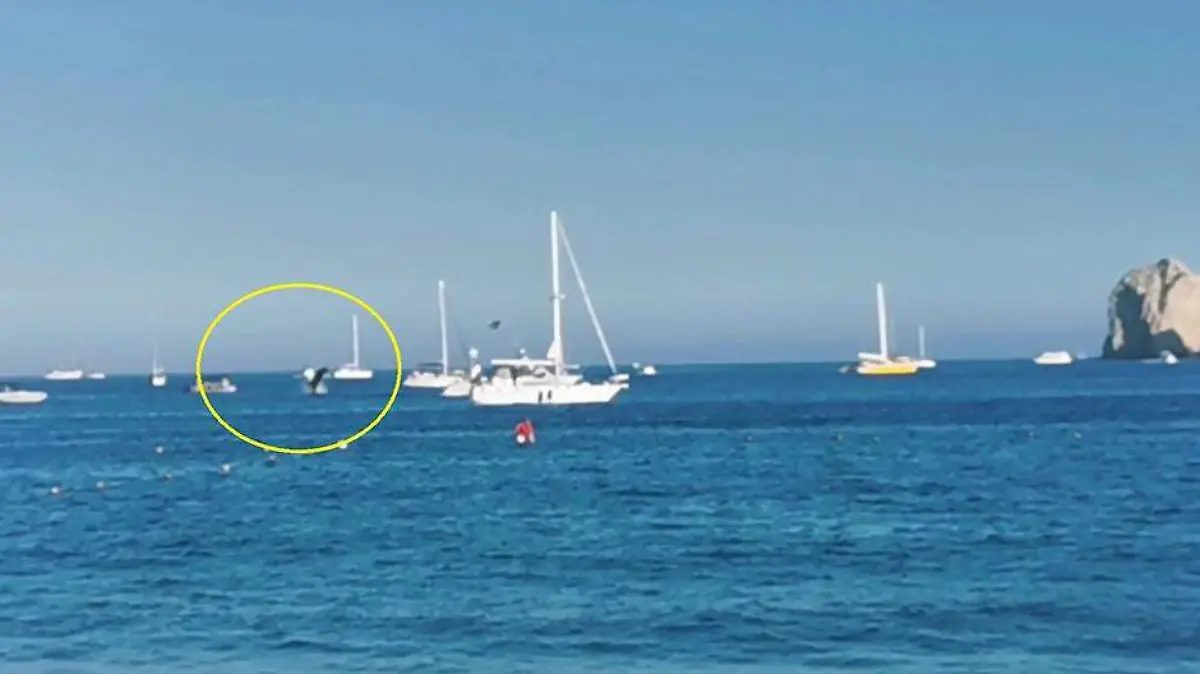 Ballenas en Los Cabos