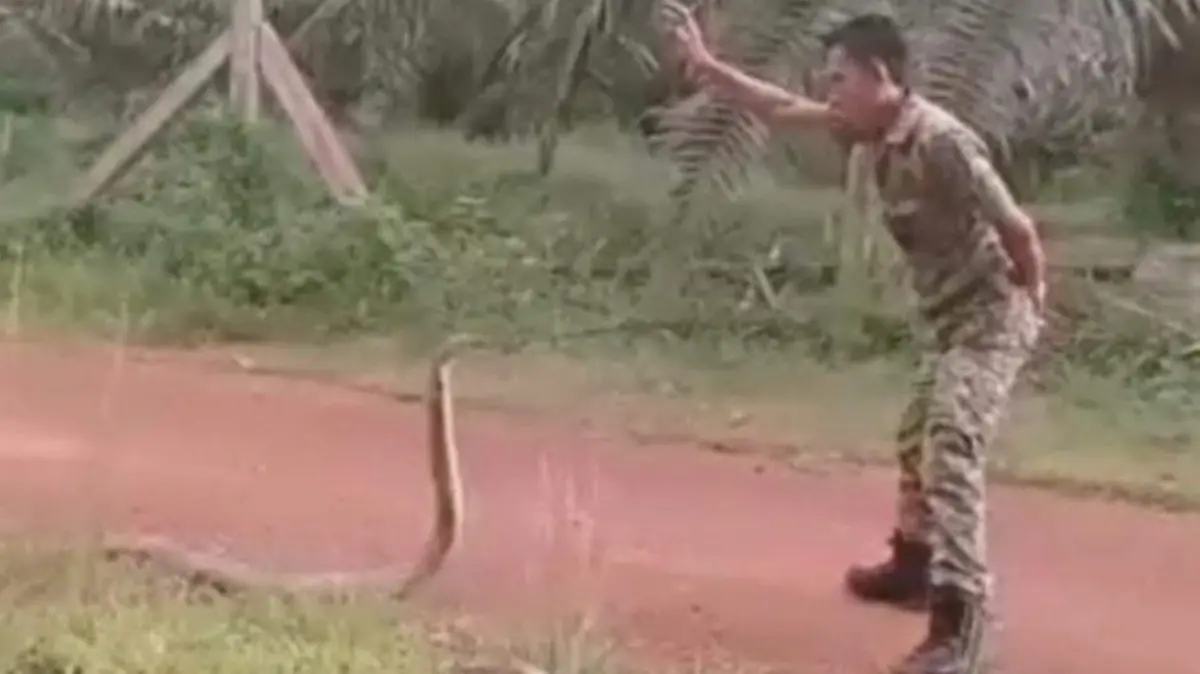 Soldado serpiente
