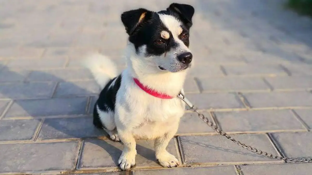 Marco legal de protección de animales