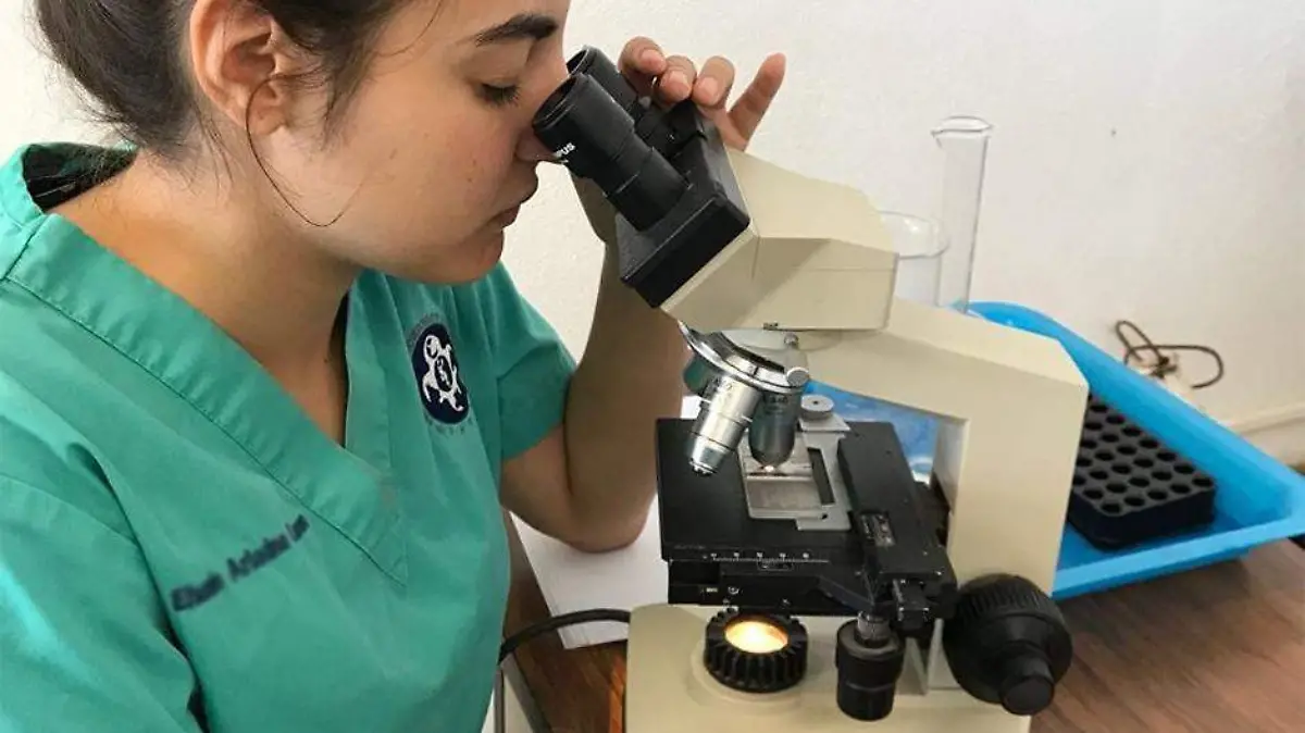 Estudiante analisis microscopio