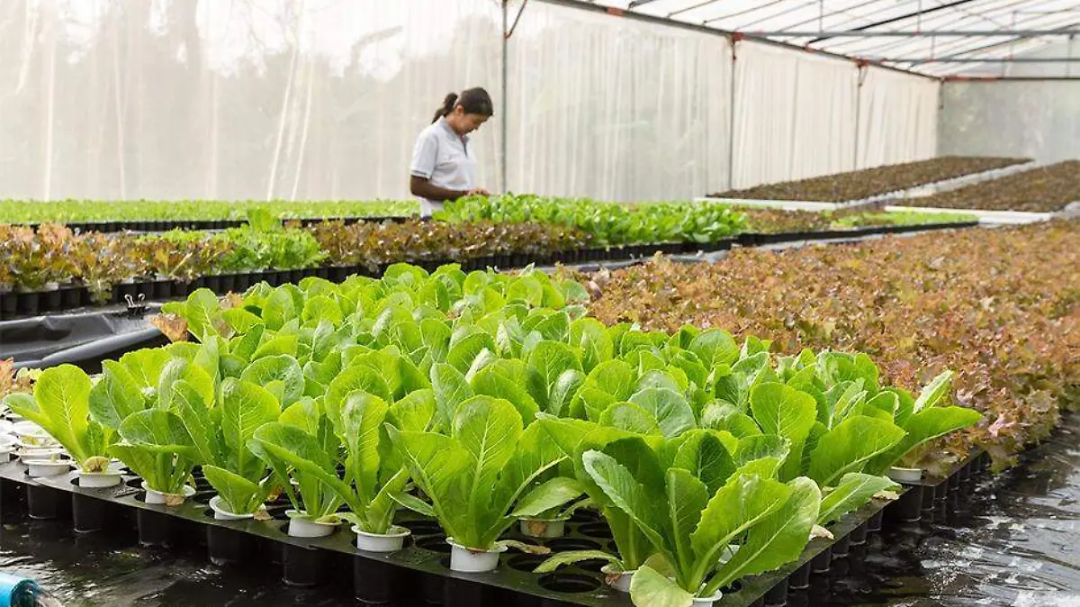 CIBNOR cultivo huertos plantas