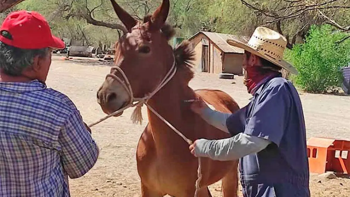 Caballo ganado productores Loreto
