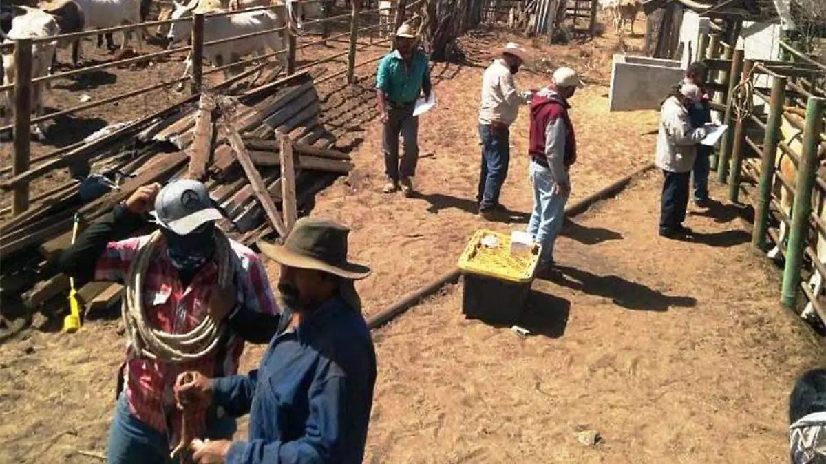 Ganado tuberculosis bovina