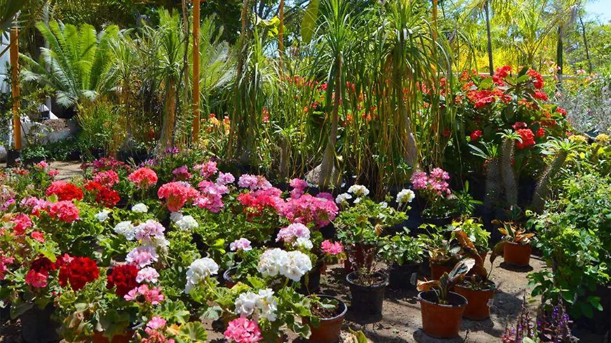 Bajan las ventas de plantas viveros