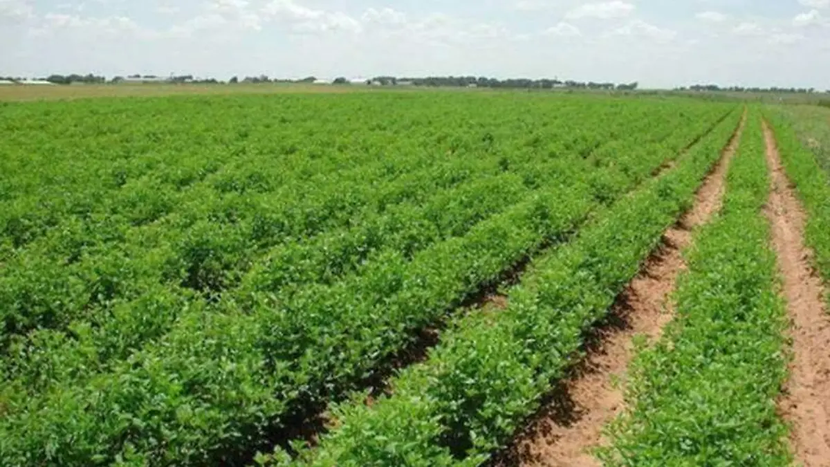 Productores Campo cultivo Comondu no pagan ISR
