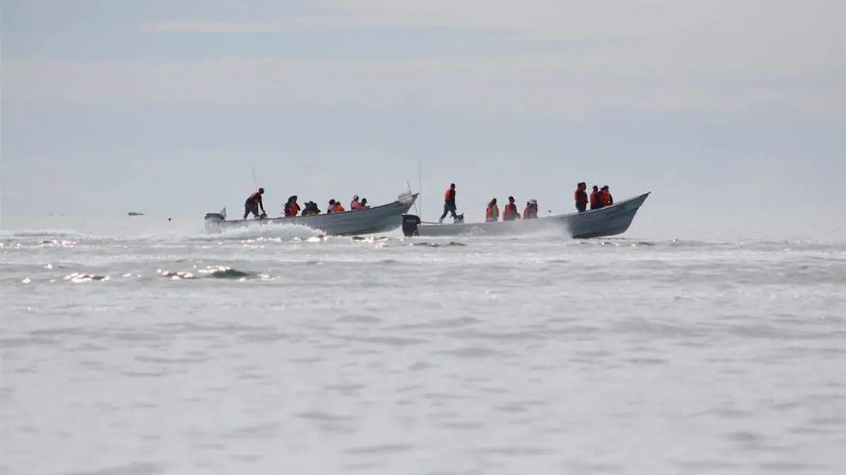 Ballena Puerto Chale 03