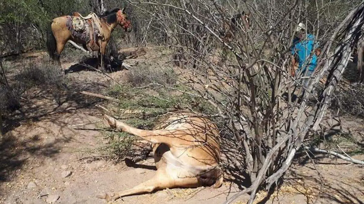 Ganado muerto