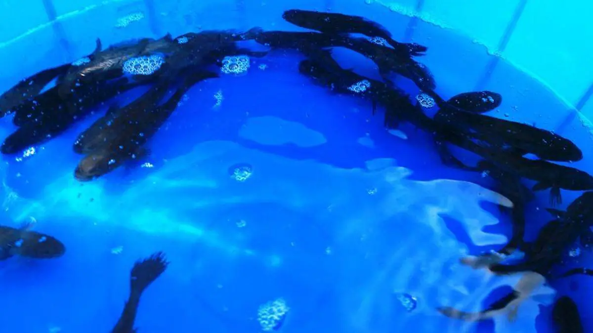 Liberacion de Totoaba en Loreto