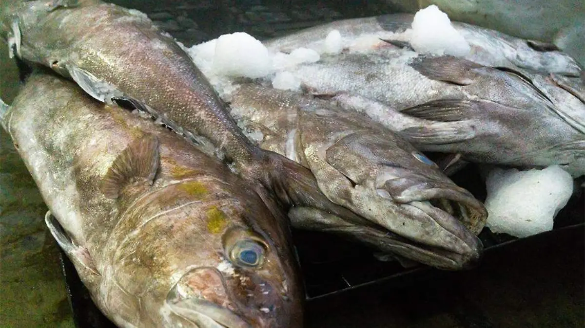 Pescados pesca permisos