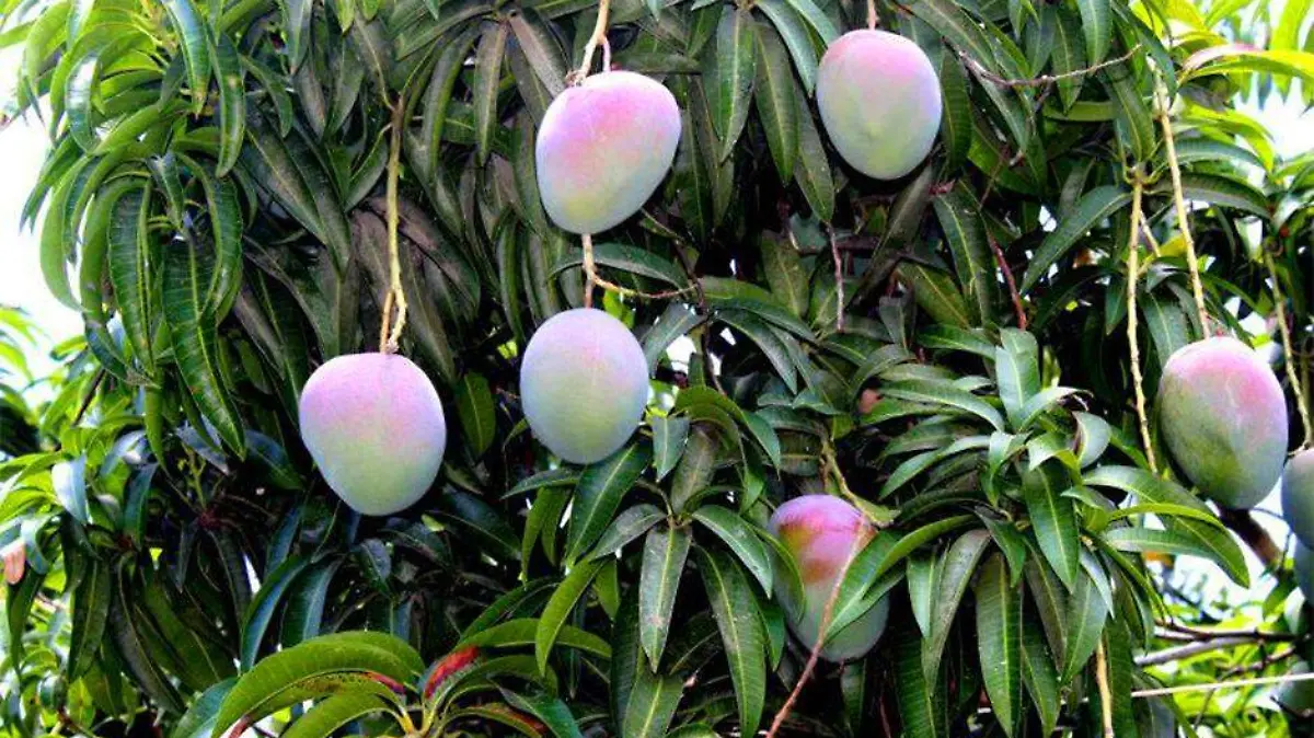 BCS supera cultivo de fruta mango