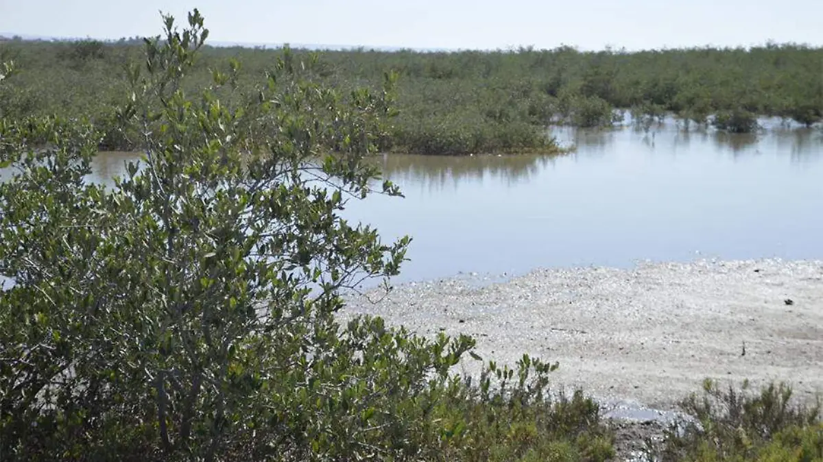 Festival del Manglar en La Paz