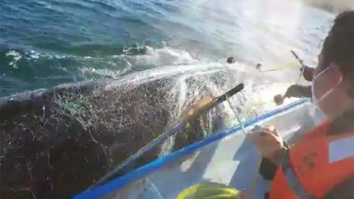 Pescadores tratan de liberar a una ballena de red 1