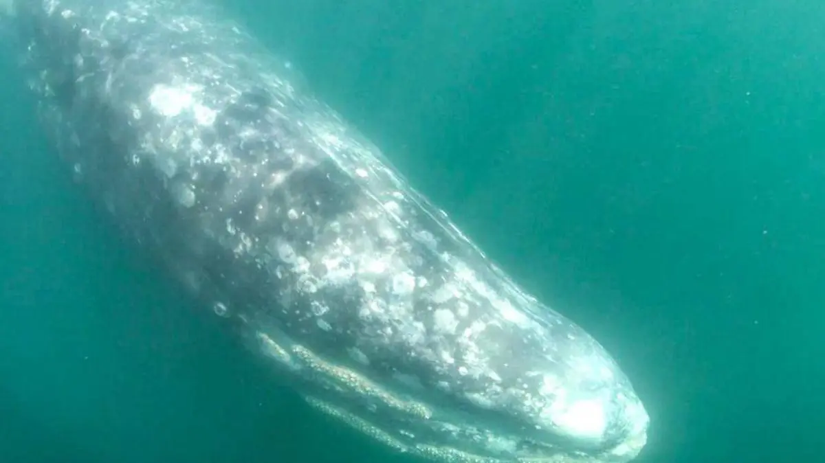 Ballena Puerto Chale 02