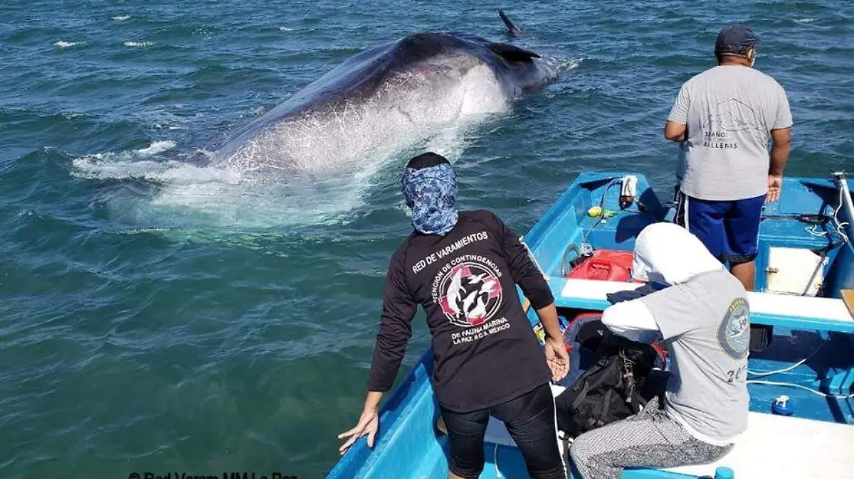 Ballena Rescate La Paz