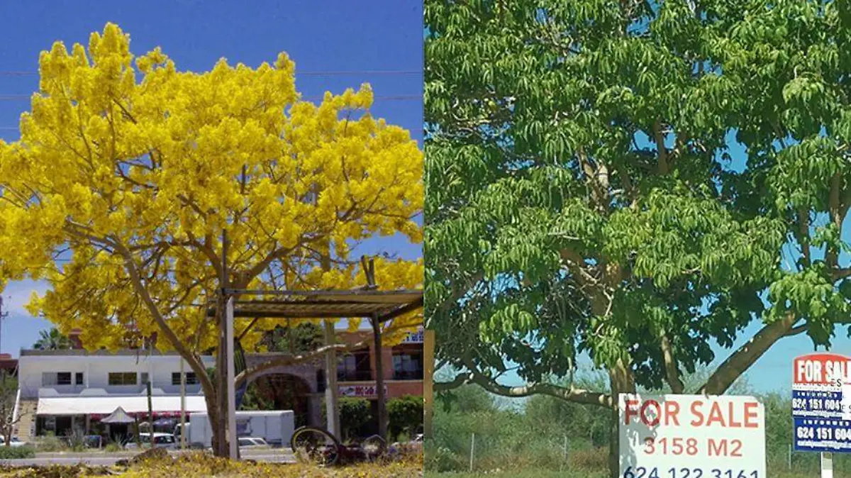Arbol los cabos