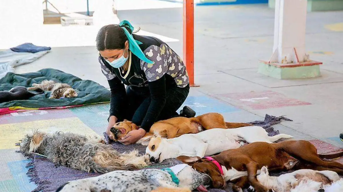 estrilizan mascotas la paz