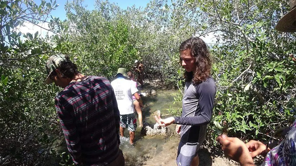 La UABCS realizo evaluacion de manglares 