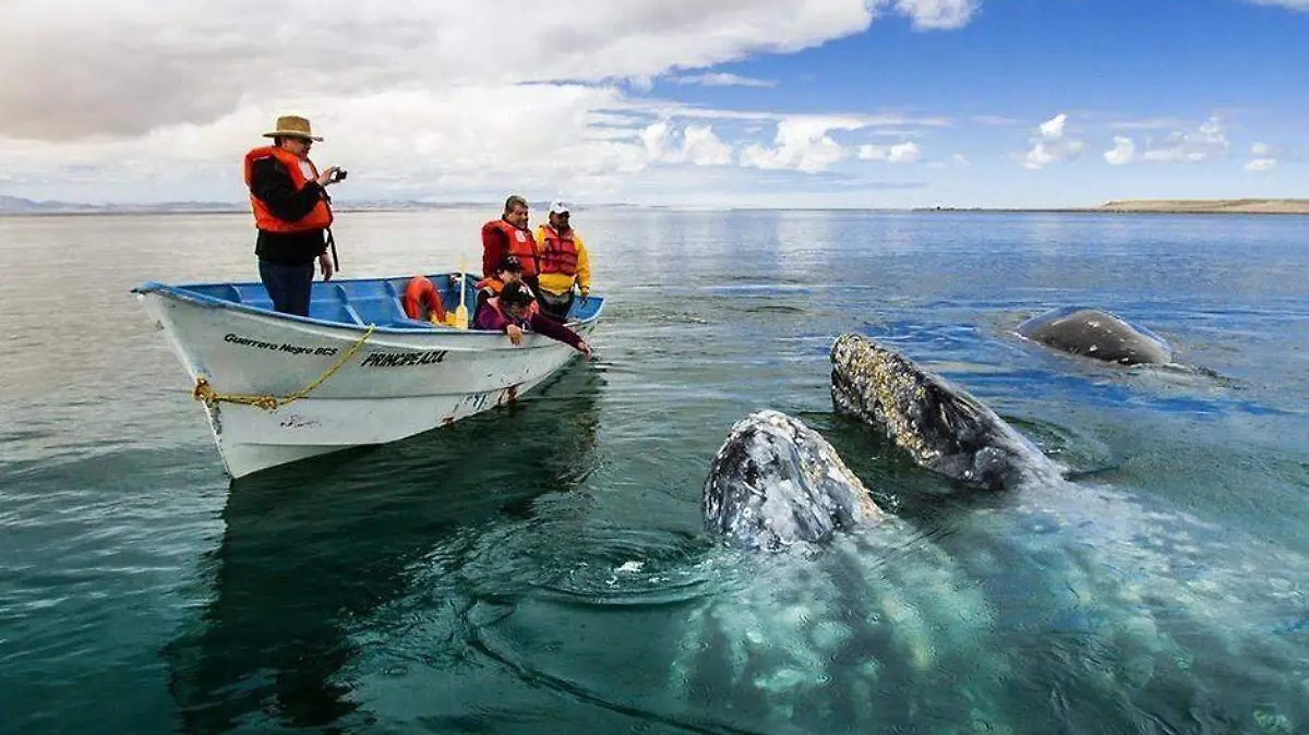 ballena gris avistamiento