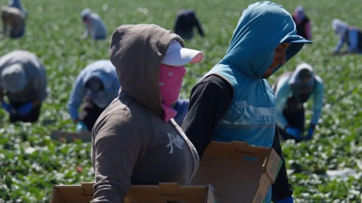 Migrantes jornaleros