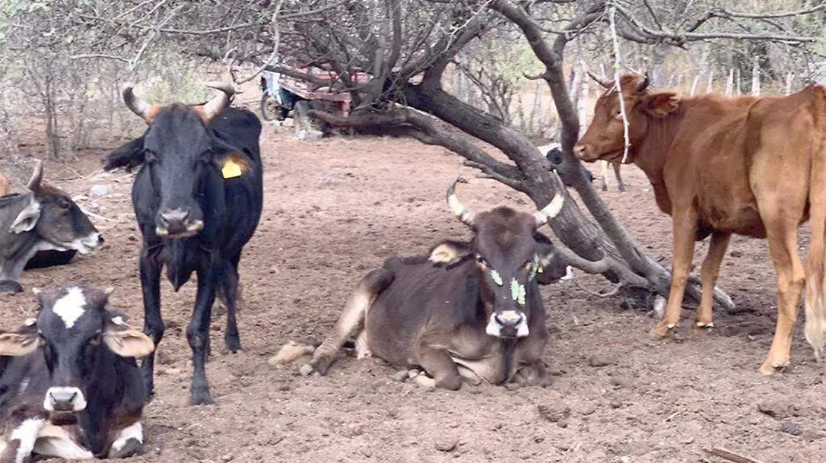 Ganado renovacion union ganadera