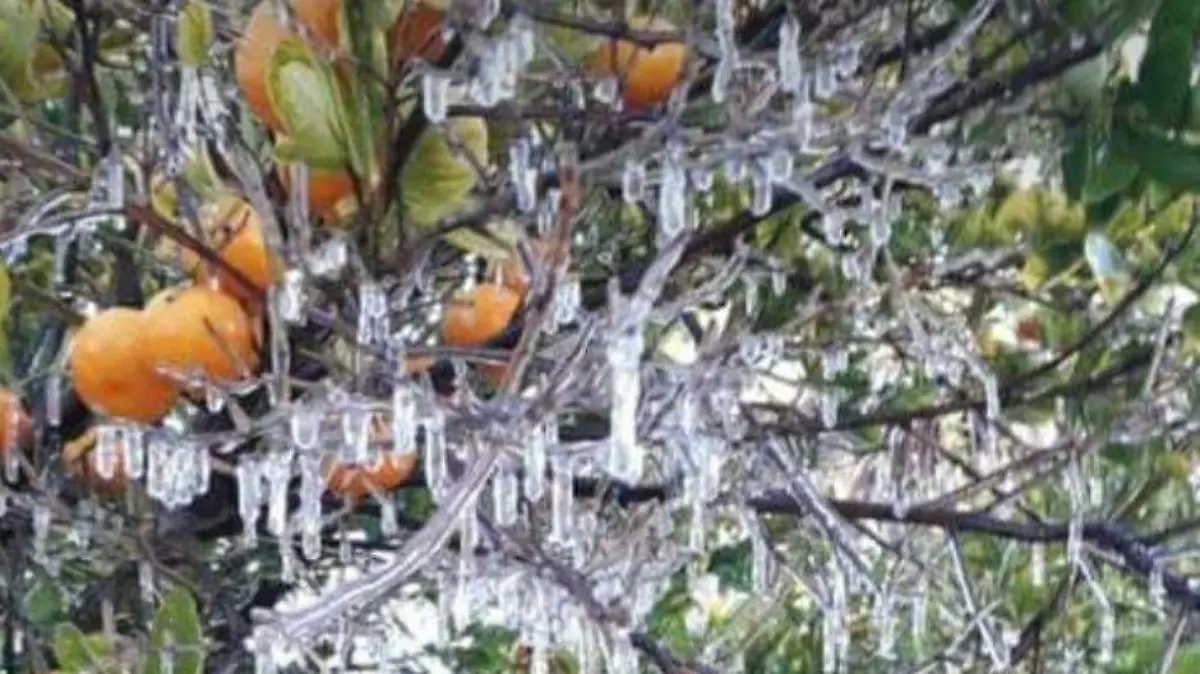 Foto - 2021-01-10T181523.509