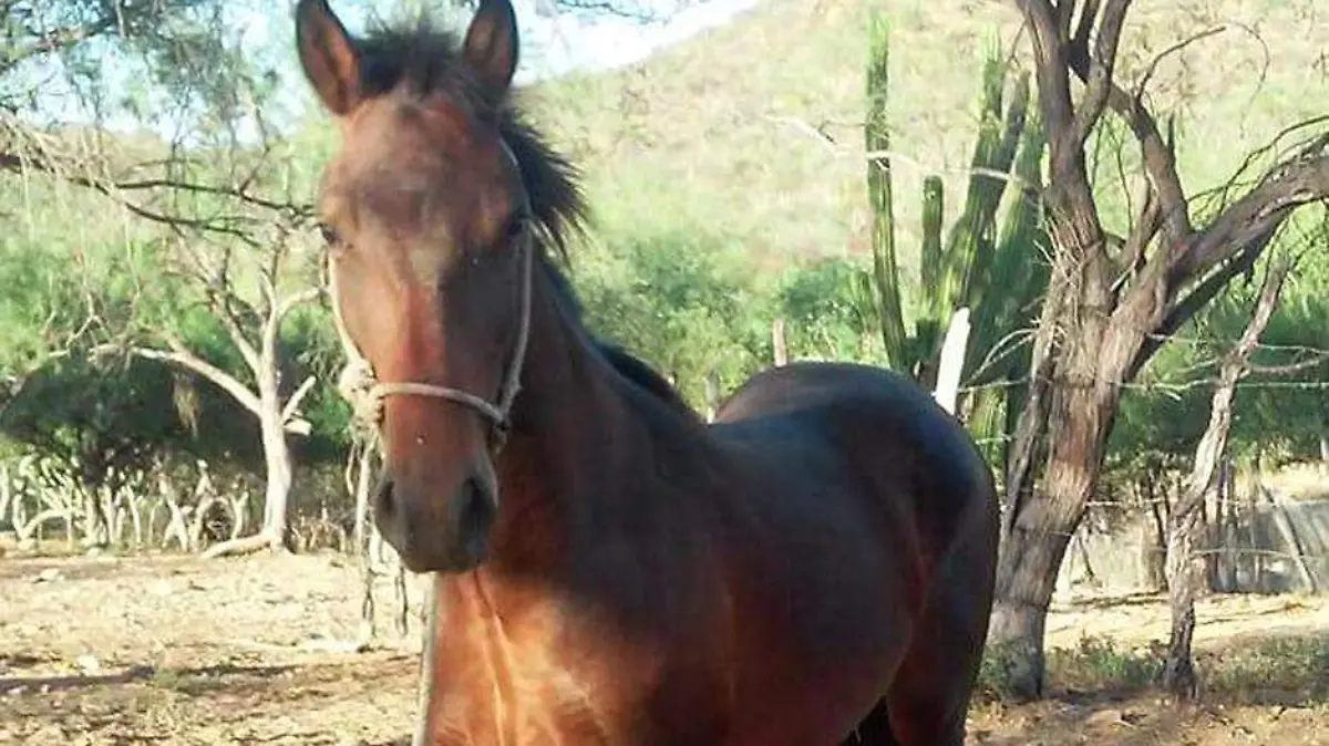 Caballo