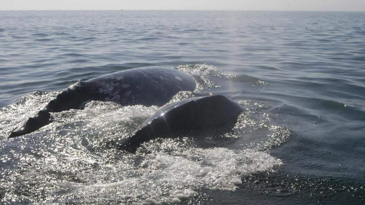 Ballenas