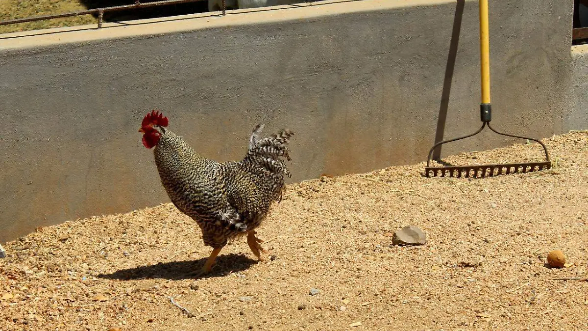 granja pollo gallina ave