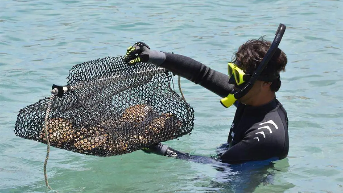 Molusco-pesca-pescadores-veda