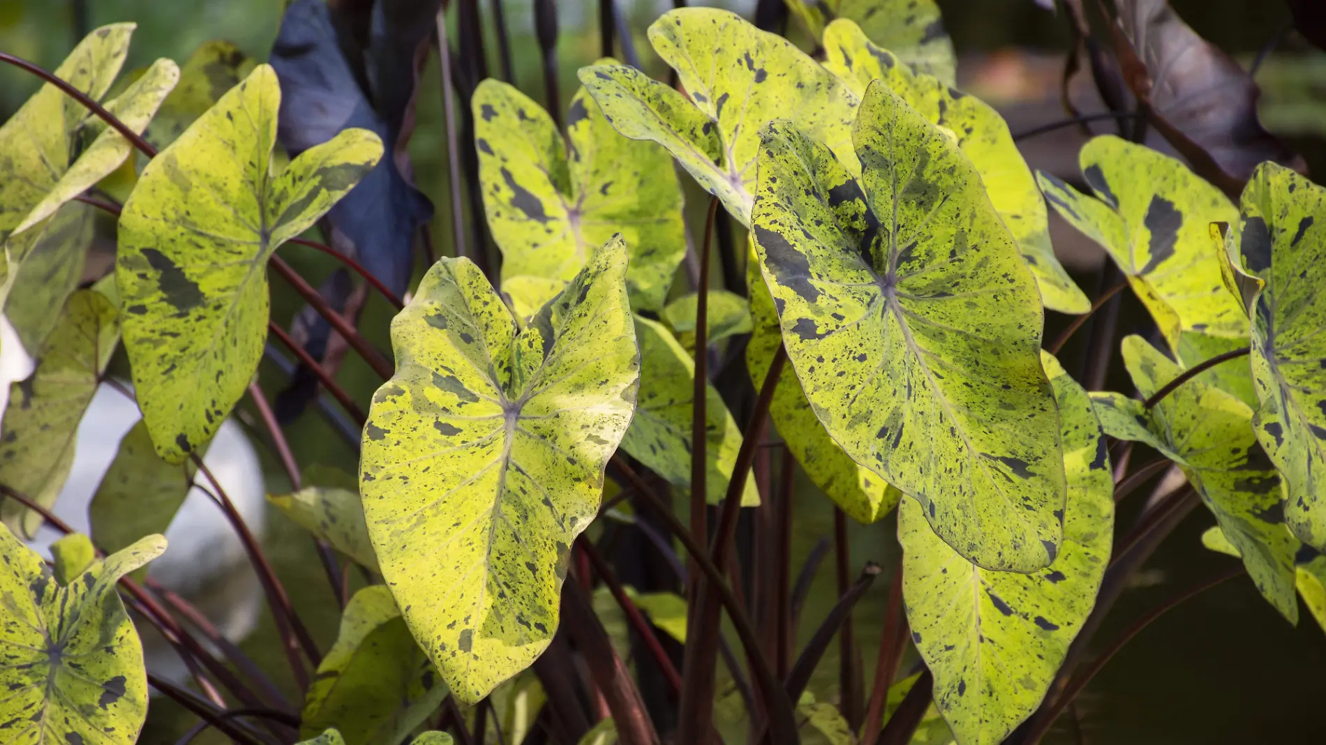 hermosos-detalles-plantas-bicolor