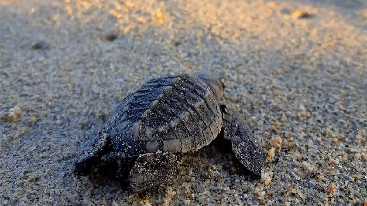 Tortuga