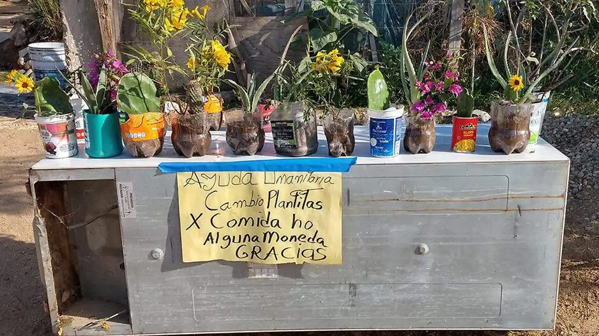 Trueque plantas los cabos