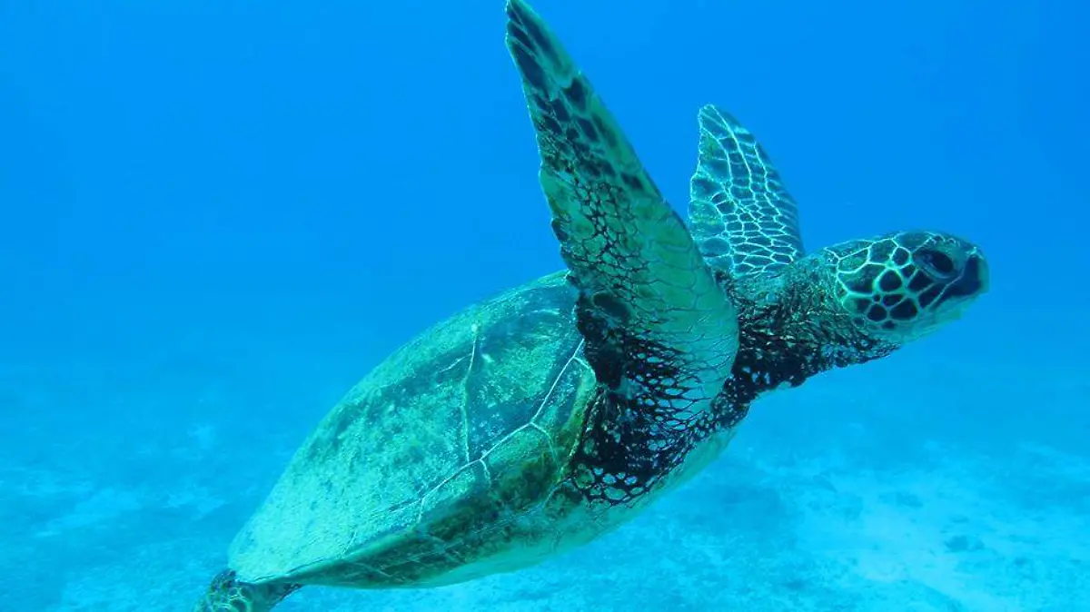 Tortugas afectadas por ruido 1