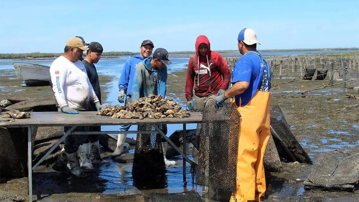 10 uniones acuicolas formaran Bahia Magdalena